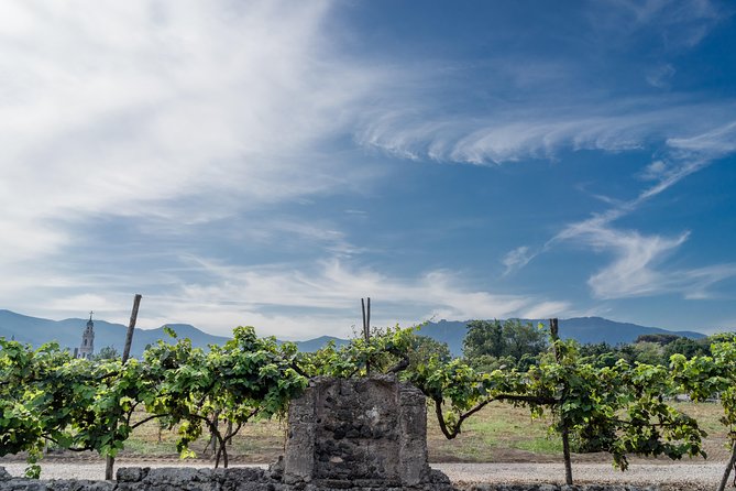 Seafood Lunch & Wine Tasting with Scenic Golf Cart Tour - Getting oriented at Bosco de Medici, then cruising by golf cart