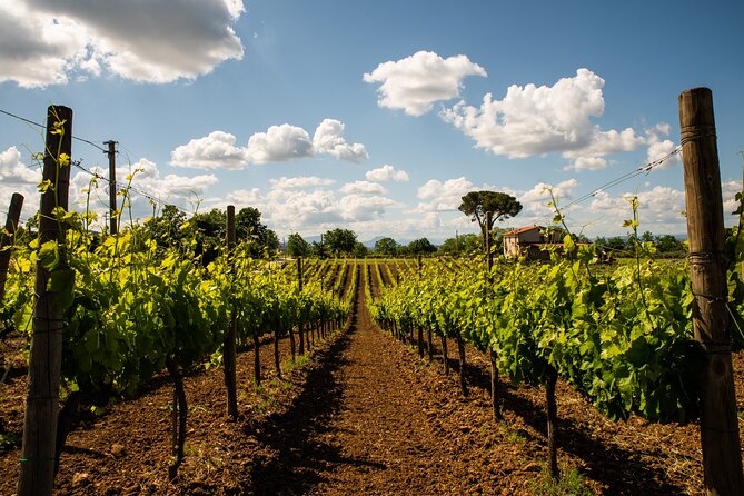 Sella delle Spine Taurasi: Tasting, Vineyard and Cellar Tour - Coffee, vineyards, and the kind of learning you can actually use