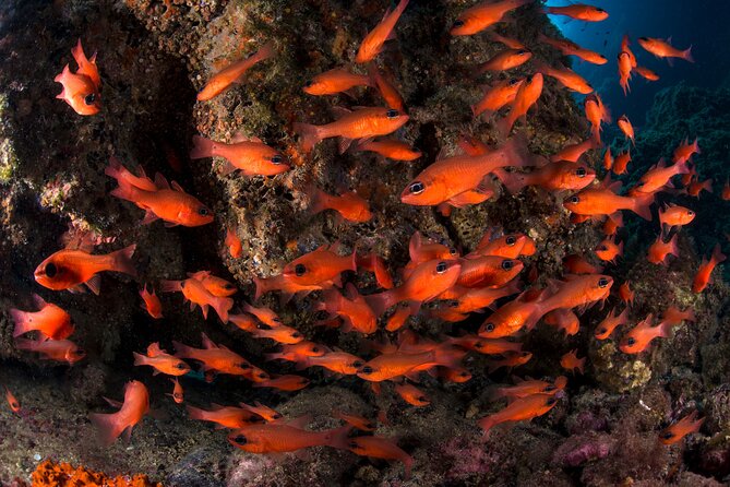 Snorkeling with Marine Biologist Expert from Sorrento - Why Punta Campanella Makes This Snorkeling Tour Worth It