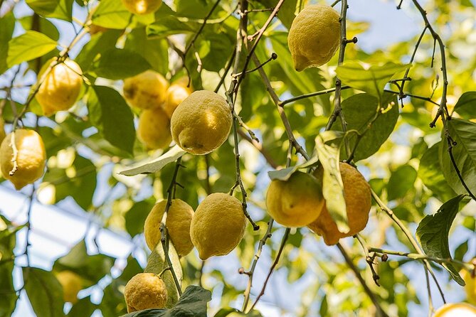 Sorrento Ape Tour, Lemon Garden, Mozzarella Show & Pizza Class - How much value are you really getting for $229.29?