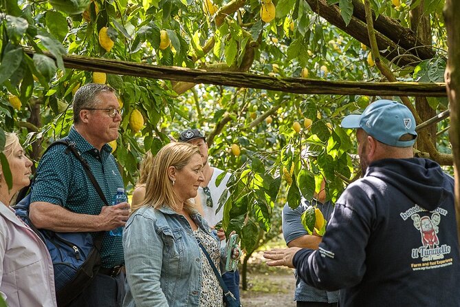 Sorrento Ape Tour, Lemon Garden, Mozzarella Show & Pizza Class - Who this tour suits best (and who should rethink it)