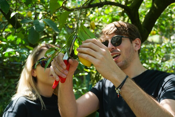 Sorrento: Authentic Lemon Experience at a Farm with Tastings - Lemon Grove Time: Guided Picking and What You’ll Notice