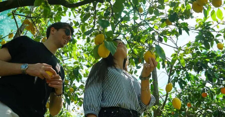 Sorrento: Authentic Lemon Experience in a Farm with Tastings - Where This Lemon Experience Starts, and Why It Matters