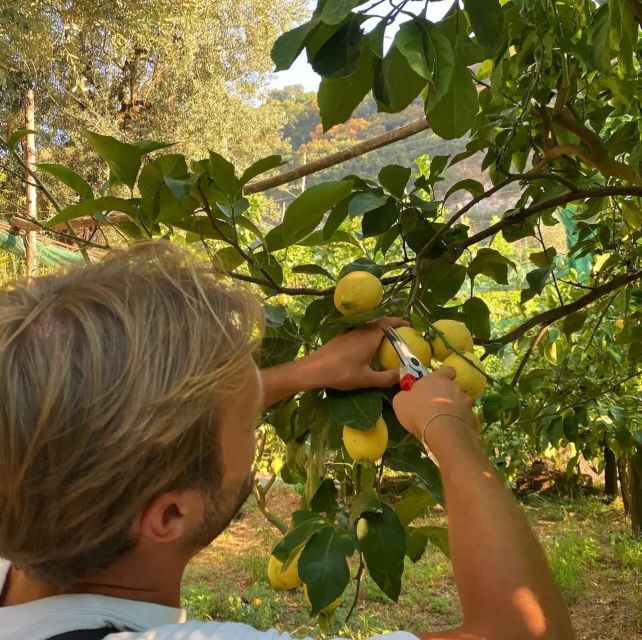 Sorrento: Authentic Lemon Experience in a Farm with Tastings - The Orchard Walk: Picking Sorrento Lemons Like a Pro