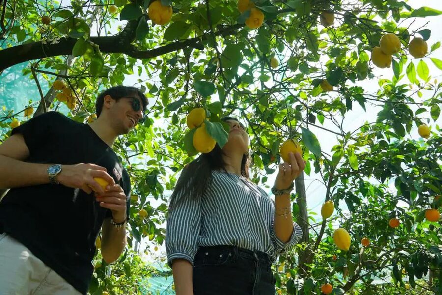 Sorrento: Authentic Lemon Experience in a Farm with Tastings - What You Bring Home: Lemons That Keep the Flavor Alive