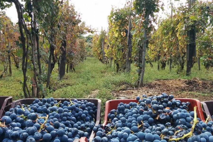Sorrento: Family Farm Experience with Lunch - Key highlights you should not miss