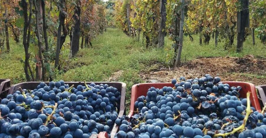 Sorrento: Family Farm Experience with Lunch - From Sorrento to the hills: the transfer that sets the tone