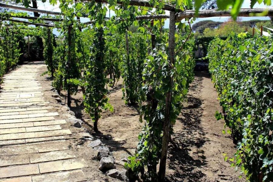 Sorrento: Family Farm Experience with Lunch - Who this tour suits best, and who might not
