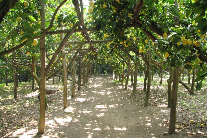 Sorrento Farm and Food Experience including Olive Oil, Limoncello, Wine tasting - Key things that make this Sorrento farm experience worth it