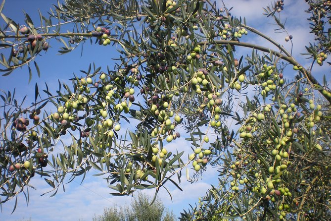 Sorrento Farm and Food Experience including Olive Oil, Limoncello, Wine tasting - How the ride from Via Correale sets you up for a smooth day