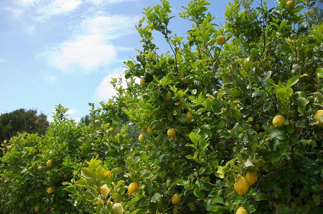 Sorrento farm by tuk tuk: pizza,limocello and cheese tasting - Price and What $194.28 Buys You (Value Check)