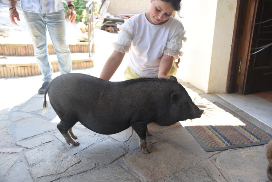 Sorrento: Farm Tour with Cheese Tasting & Pizza Making Class - Key Highlights You Will Care About