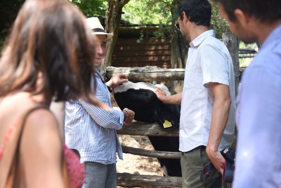 Sorrento: Farm Tour with Cheese Tasting & Pizza Making Class - Weather Wobble Plan, Without Ruining Your Day