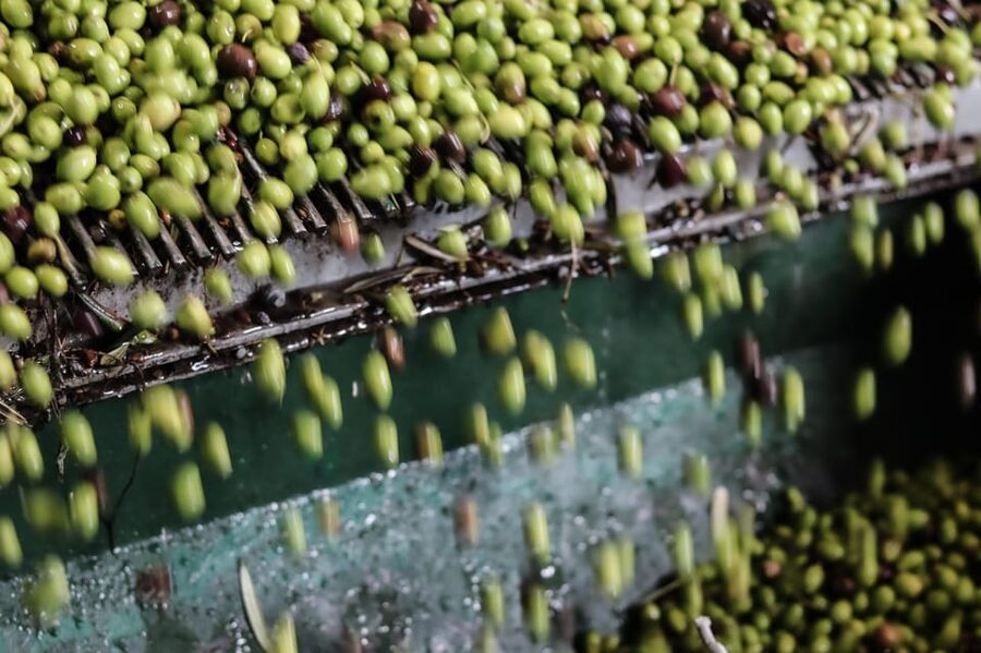 Sorrento: Guided Olive Mill Visit with Tastings - Olive Groves Pickup to Return Back in 1.5 Hours