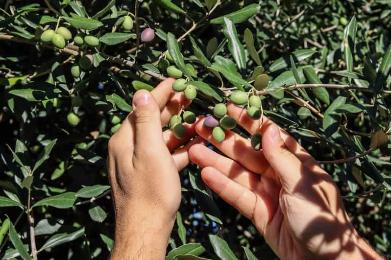 Sorrento: Guided Olive Mill Visit with Tastings - Arriving at Frantoio Gargiulo srl: What the Mill Visit Really Means