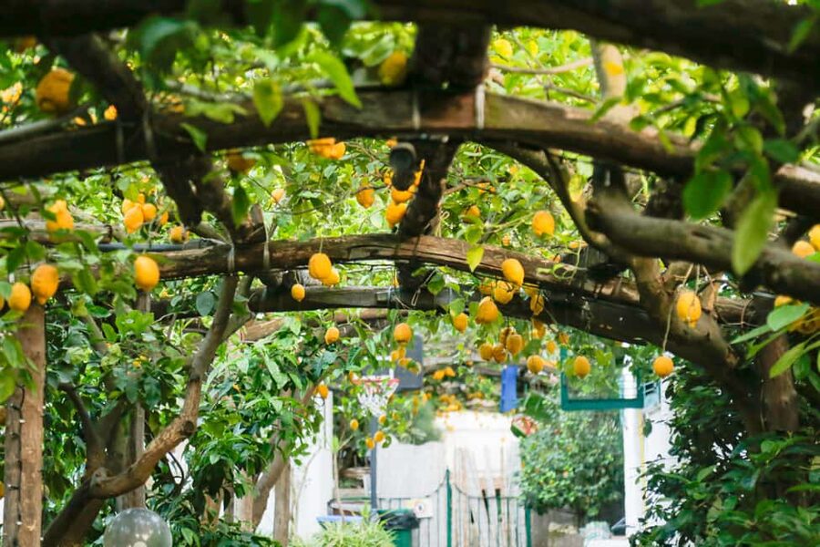 Sorrento: Guided Walking Tour & Street Food Experience - Marina Grande: Old Fishing Village, Viewpoints, and Cuoppo Fritto