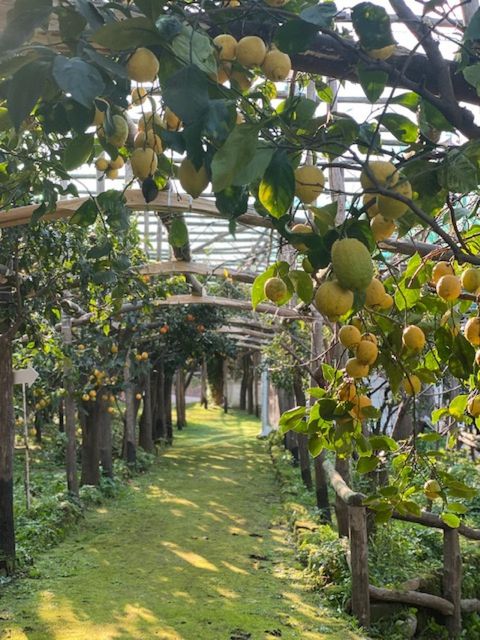 Sorrento: Lemon Garden Tour with Marmalade Tasting - Key highlights you will actually care about
