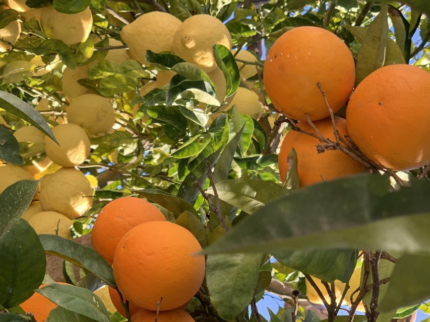 Sorrento: Lemon Garden Tour with Marmalade Tasting - The tasting hour: marmalade plus limoncello, honey, and lemon-scented olives