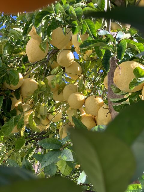 Sorrento: Lemon Garden Tour with Marmalade Tasting - Finding La Limonaia near the center of Sorrento (and what not to expect)