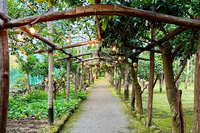 Sorrento Lemon Grove Experience with Local Product Tasting - Why this Sorrento lemon grove tour is worth your time