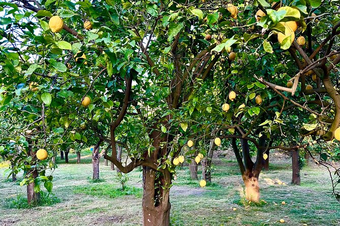 Sorrento Lemon Grove Experience with Local Product Tasting - Price and value: is $47.93 a fair deal