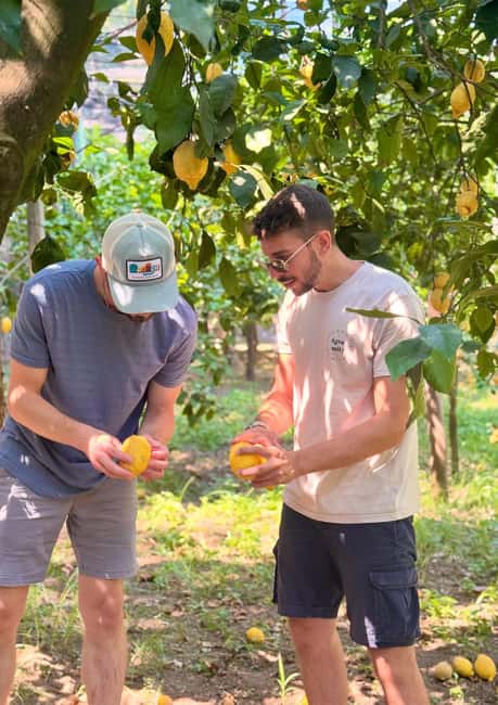 Sorrento: Lemon Picking & Tasting Tour - Key things you will remember
