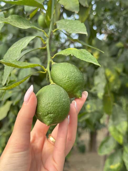 Sorrento: Lemon Picking & Tasting Tour - Why Sorrento lemon picking feels different from a typical tasting tour