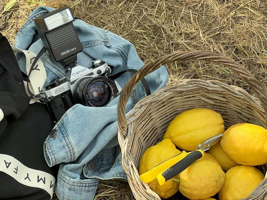 Sorrento: Lemon Picking & Tasting Tour - Picking lemons with scissors and a basket (and taking better photos)