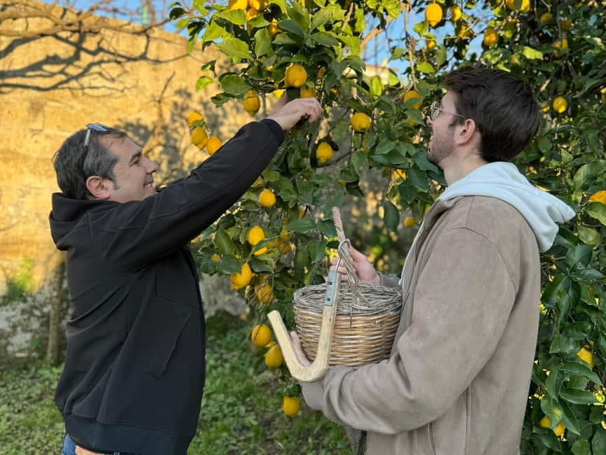 Sorrento: Lemon Picking & Tasting Tour - Where it is in relation to transport, and what that means for your day