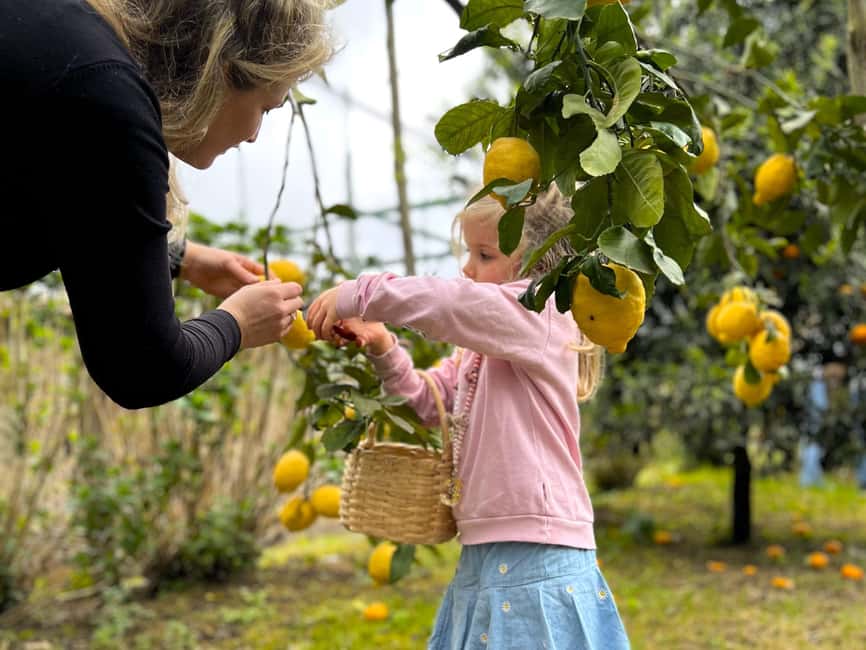 Sorrento: Lemon Picking & Tasting Tour - Weather, mosquitoes, and the dog factor (Minù or Mino)