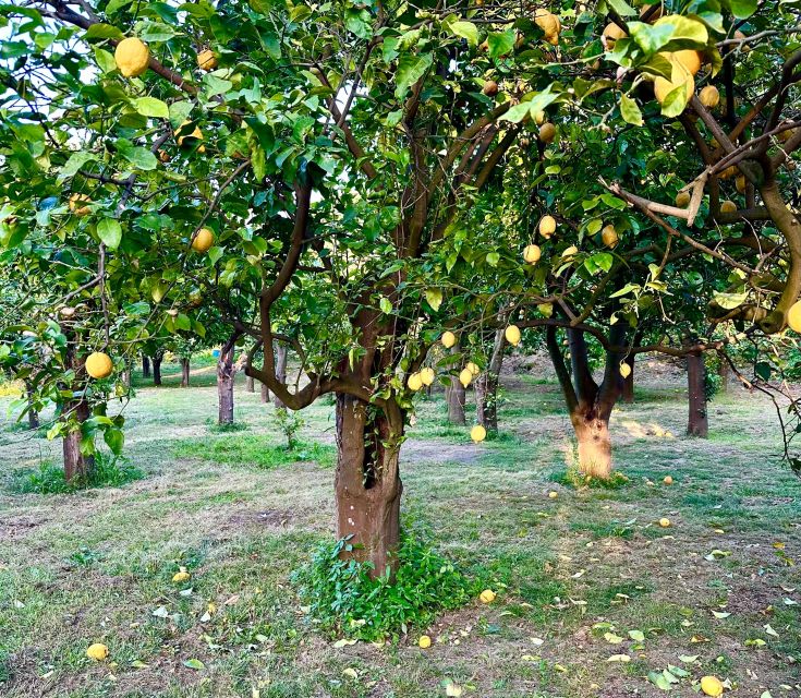 Sorrento Lemon Tour - La Limonaia in Sorrento: a lemon garden that feels like a timeout