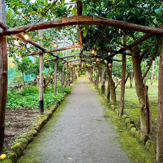 Sorrento Lemon Tour - The short guided visit: what you learn in under an hour