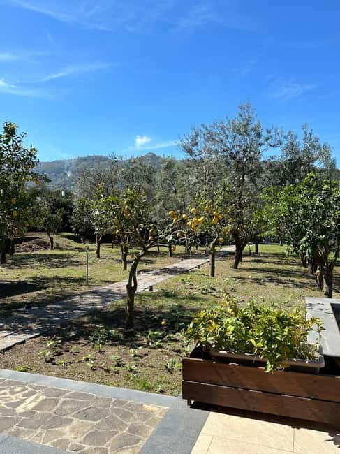 Sorrento: Mozzarella experience. Say CHEESE with us! - Piano di Sorrento Farm Setup: Where Cheese Smells Meet Lemon Trees