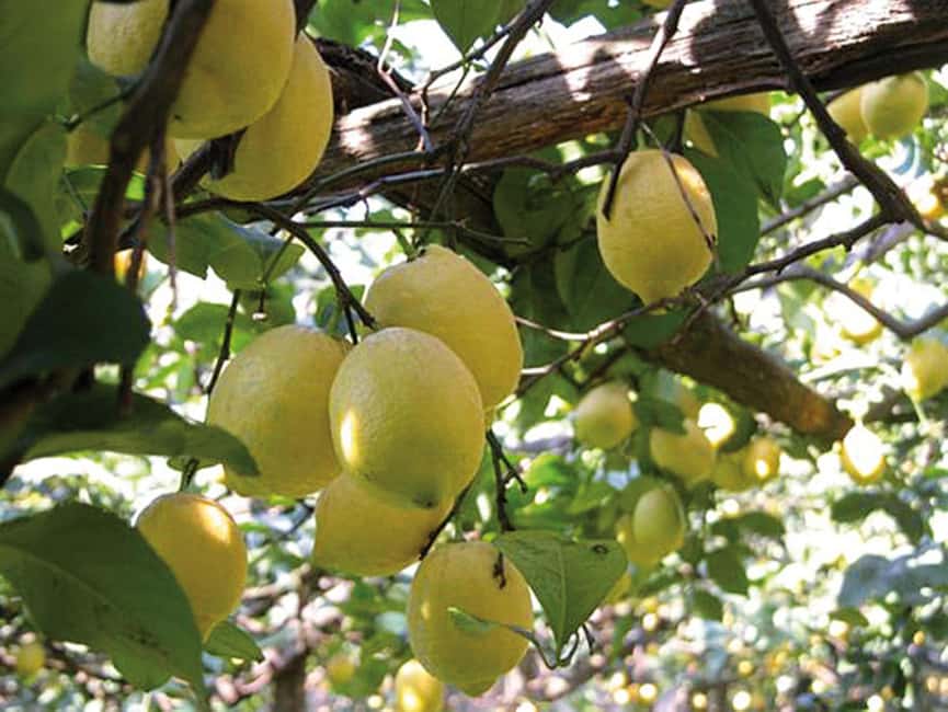 Sorrento: Night time Walking Tour & Limoncello Tasting - Quick Tips So You Enjoy It More