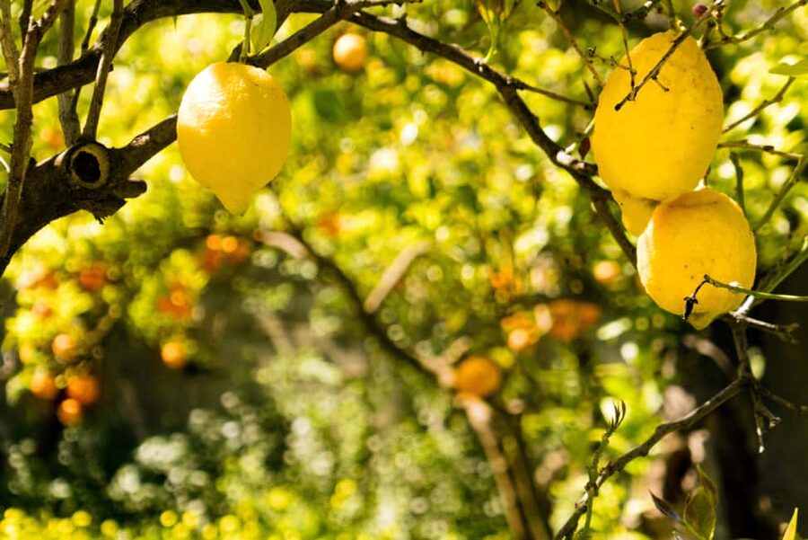 SORRENTO: Sunset Limoncello Making After-Dinner Experience - The Price, the Time, and the Real Value