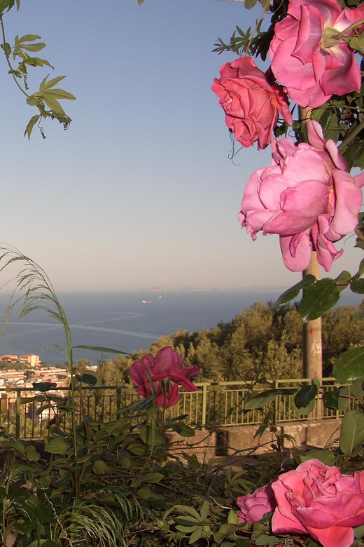 Sorrento: Walking Tour in Lemon Garden w/ Food Tasting - The olive mill and cold-pressed extra-virgin olive oil, up close