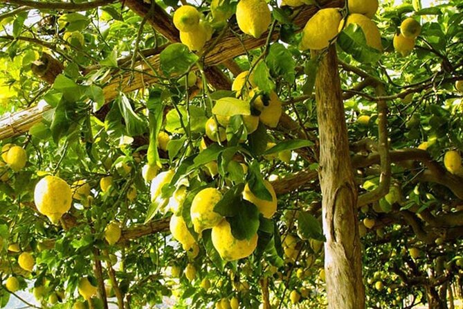 Sorrento Walking Tour & Limoncello Tasting - First Stop: Il Vallone dei Mulini and Why It Matters