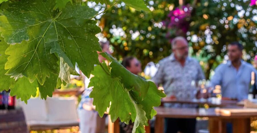 Sorrento: Wine Tasting Overlooking the Sea in a Lemon Grove - Getting there from Vallone dei Mulini without stressing