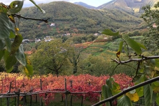 Tenuta San Francesco Wine Tasting - Tenuta San Francesco’s Tramonti setting, and why it feels different