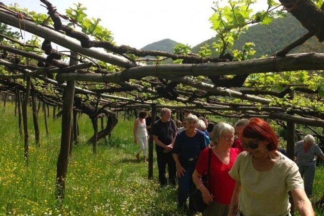 Tenuta San Francesco Wine Tasting - Stop 1: the historic pre-phylloxera vineyards walk