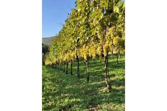 Tenuta San Francesco Wine Tasting - Price and value on the Amalfi Coast, and who this is for