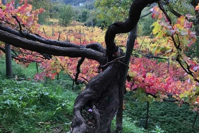 Tenuta San Francesco Wine Tasting - The 11:30 timing and how the 2-hour flow actually works