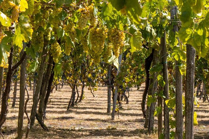 Vesuvius & Vineyard select from Sorrento - Lunch and wine tasting: what Lacryma Christi means on the ground