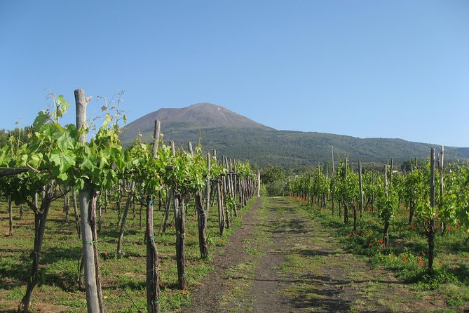 Vesuvius & Vineyard select from Sorrento - From Sorrento to Mt. Vesuvius: the bus ride reality