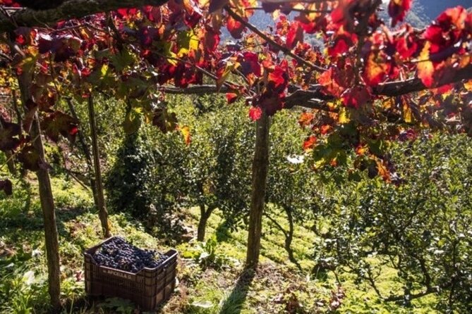 Wine tasting at the Apicella winery - Cantine Apicella and Tramonti’s wine DNA