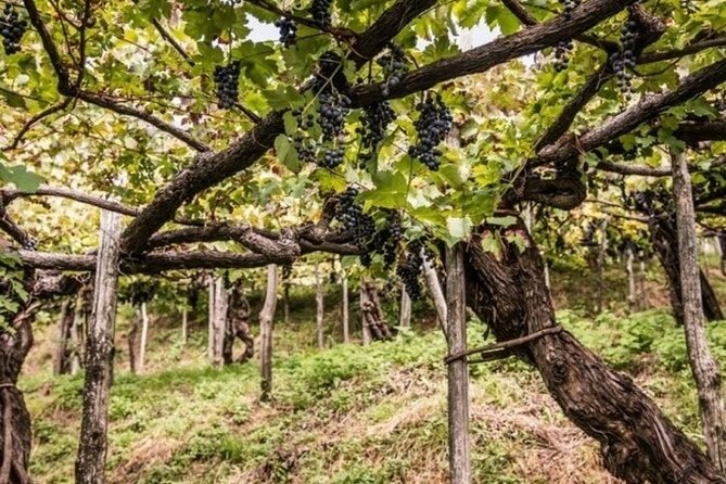 Wine tasting at the Apicella winery - The A Scippata vineyard visit, and what to watch for
