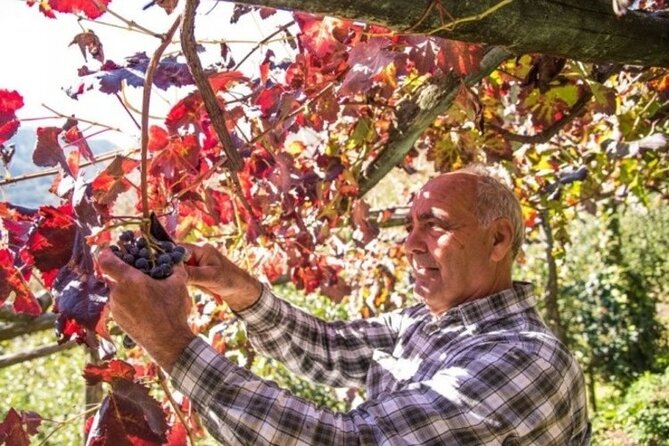 Wine tasting at the Apicella winery - The tasting: red and white wines with classic Tramontini pairings