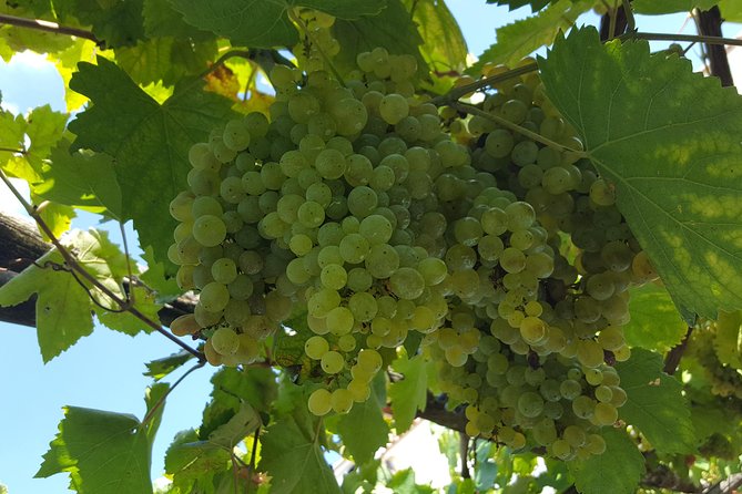 Wine Tour Experience for Family or friend's group - Key things to know before you go