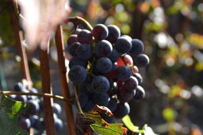 Wine Tour Experience for Family or friend's group - The 8:30 am rhythm: how pickup shapes your day