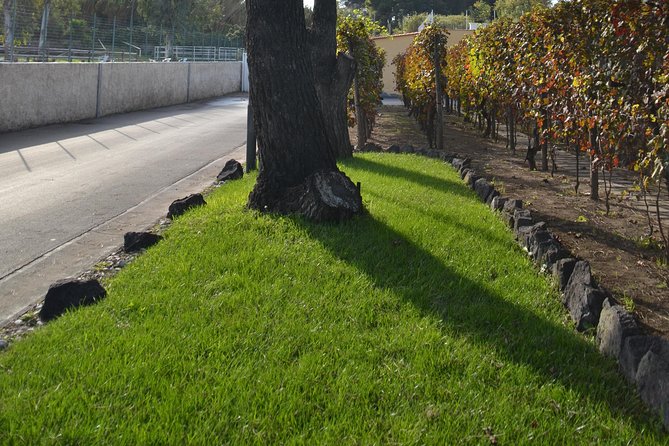 Wine Tour Experience for Family or friend's group - The Pompeii area winery stop: vineyards, cellar, and a site worth pausing for